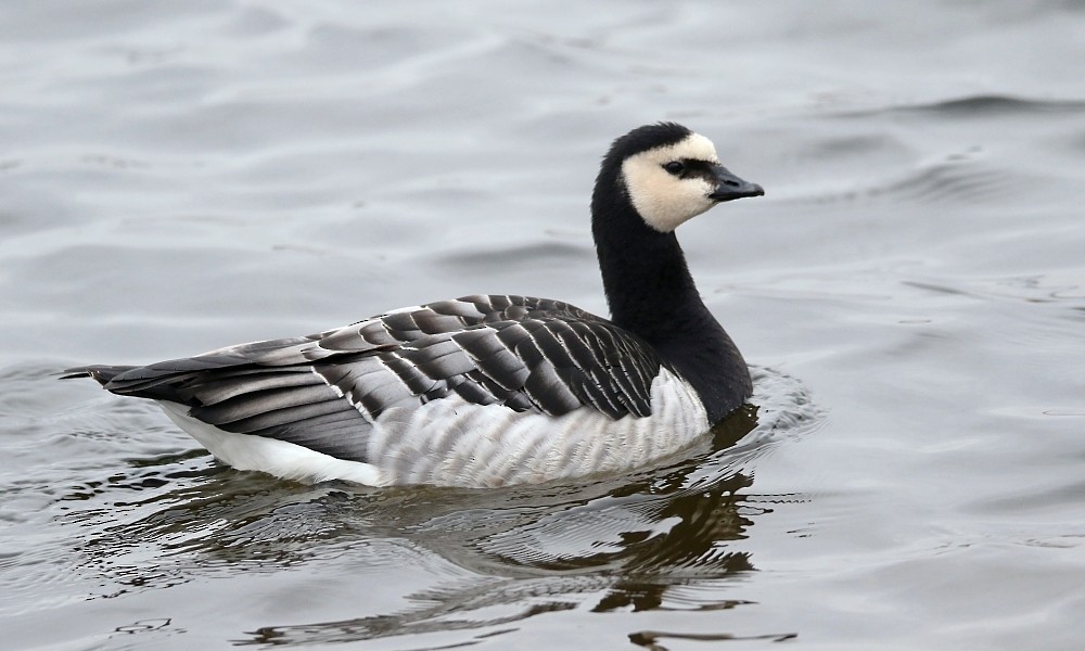 Barnacle Goose - Pavel Parkhaev