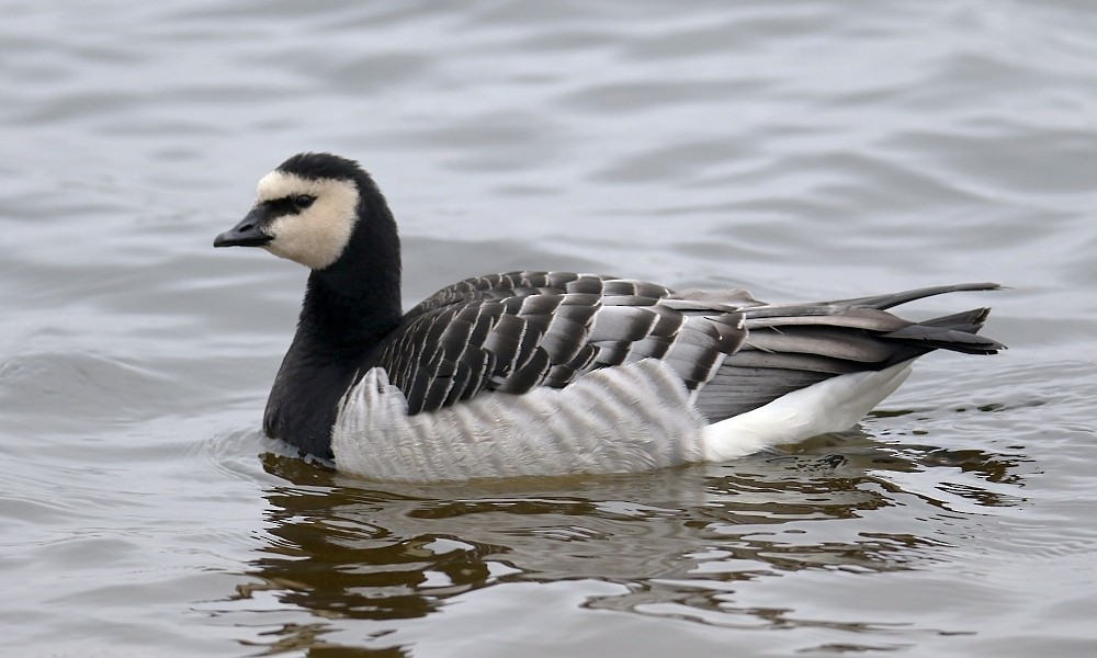 Barnacle Goose - Pavel Parkhaev