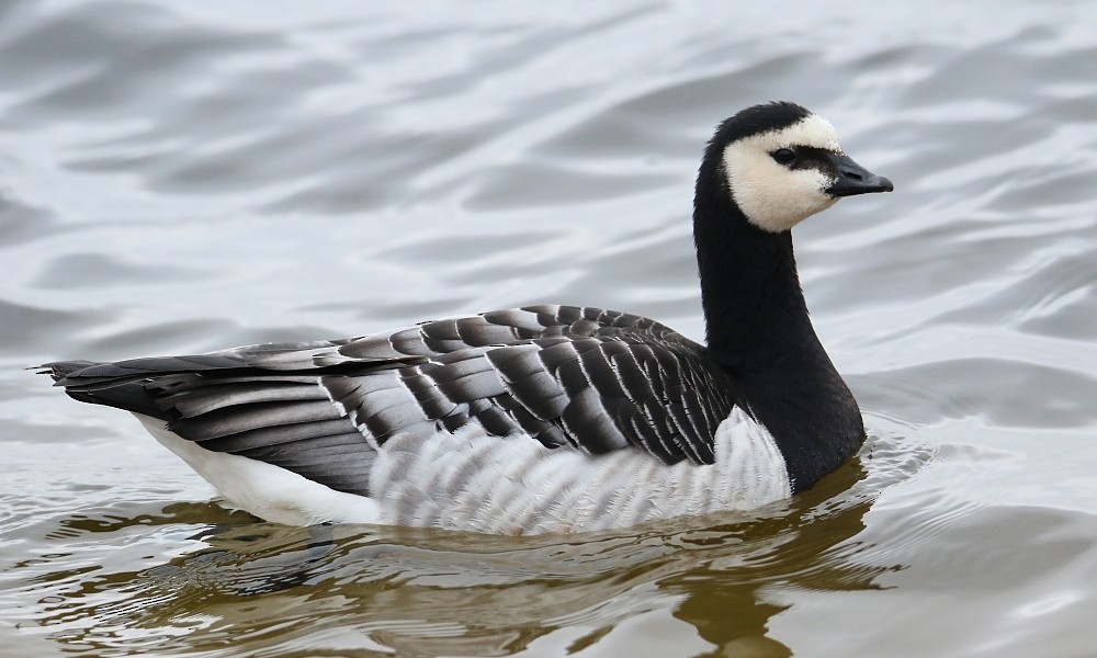 Barnacle Goose - Pavel Parkhaev