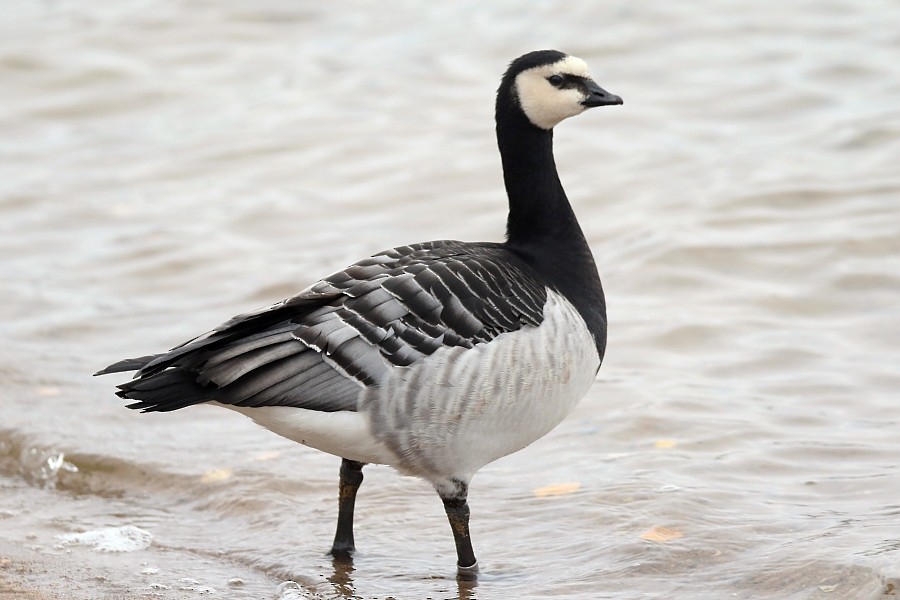 Barnacle Goose - Pavel Parkhaev