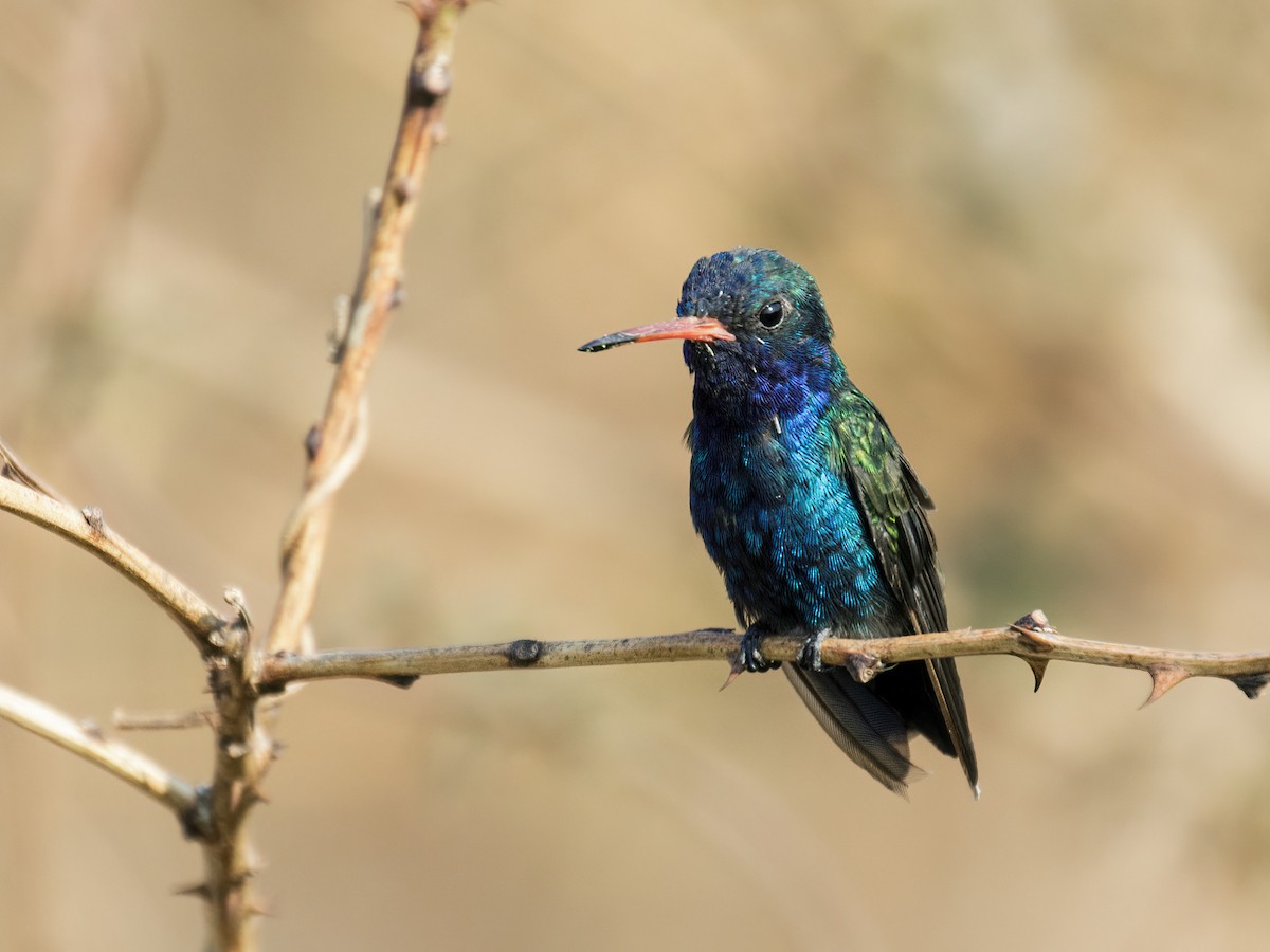 Colibrí Piquiancho de Guerrero - ML277115261