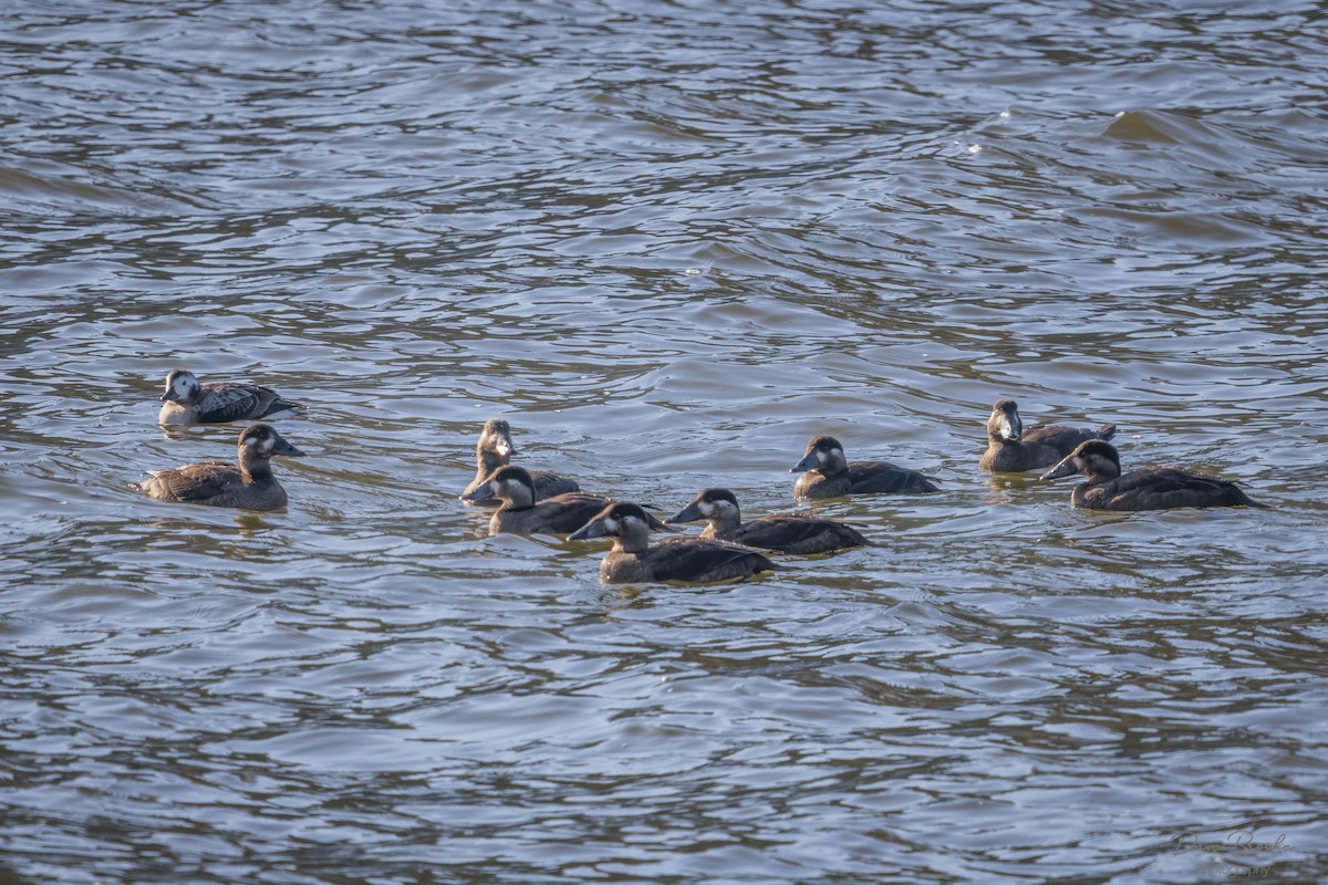 Surf Scoter - ML277119501