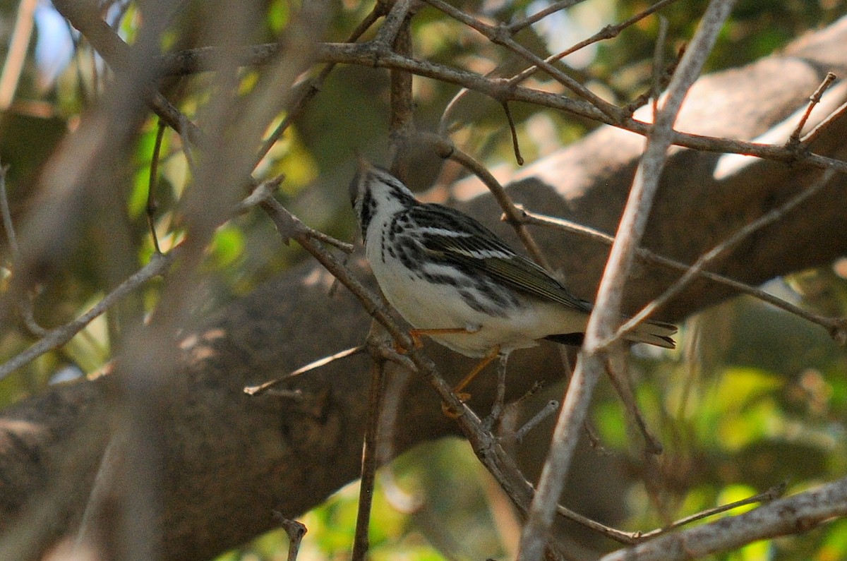 Blackpoll Warbler - ML27712011