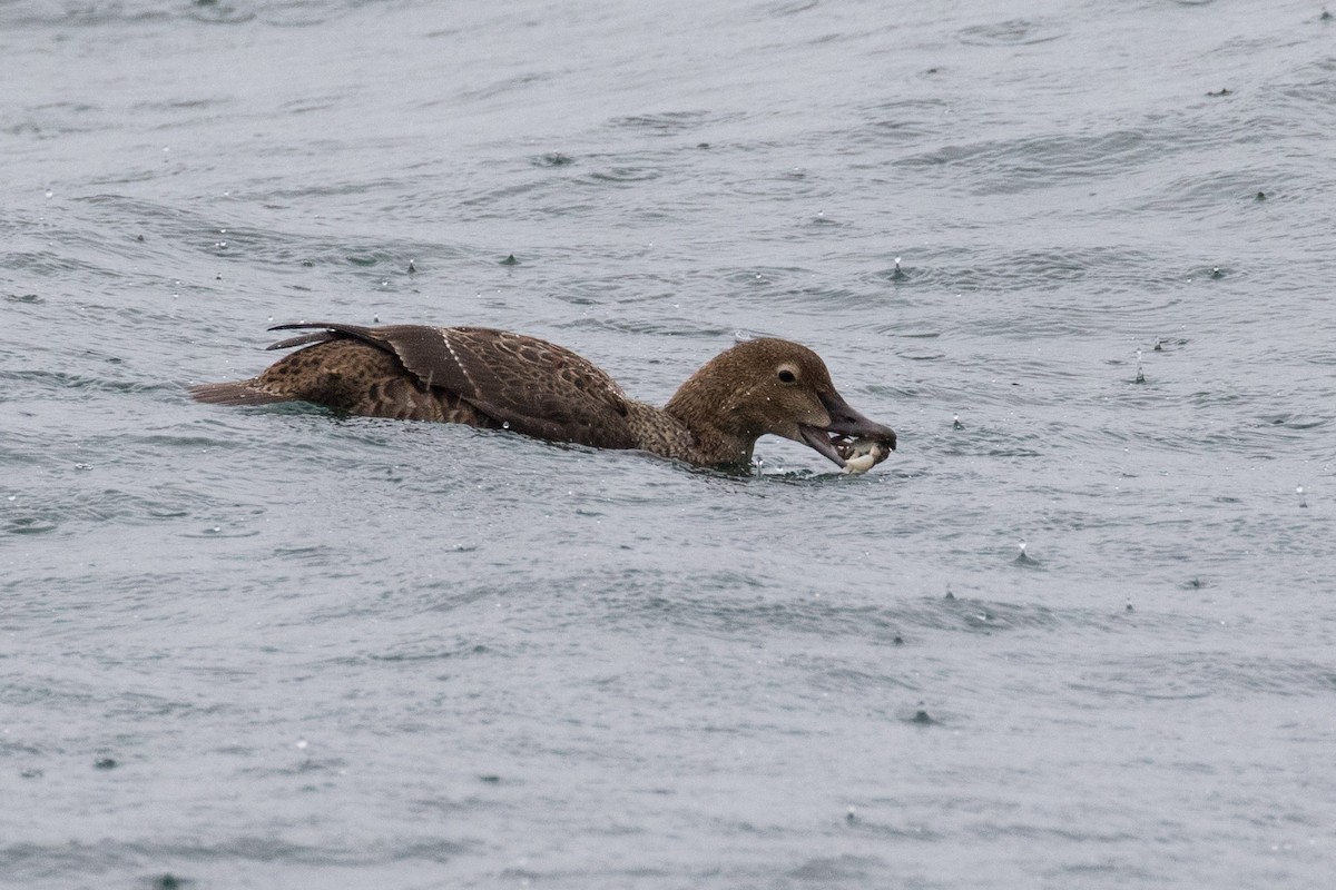 King Eider - ML277120221