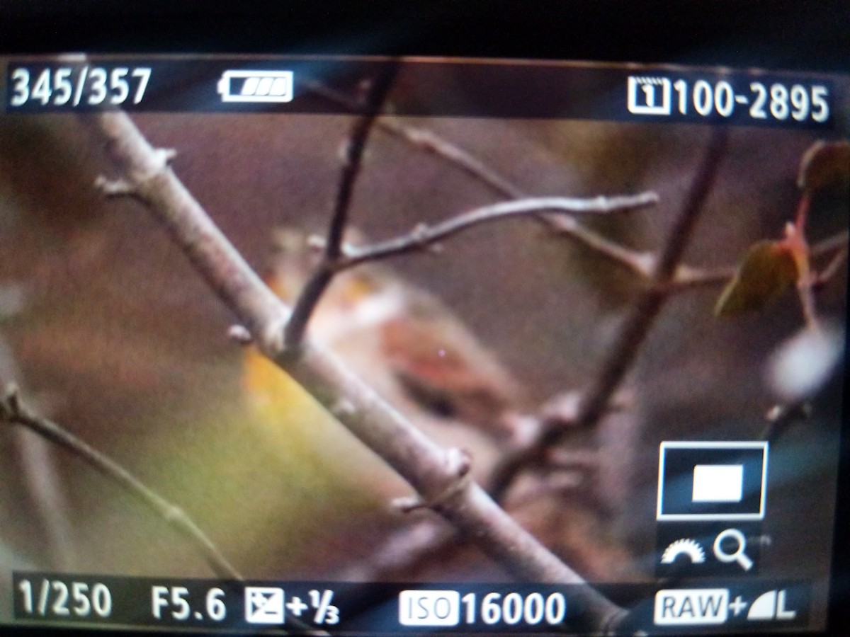 Dickcissel - ML277120901