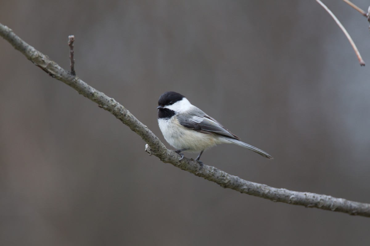 Black-capped Chickadee - ML27712281