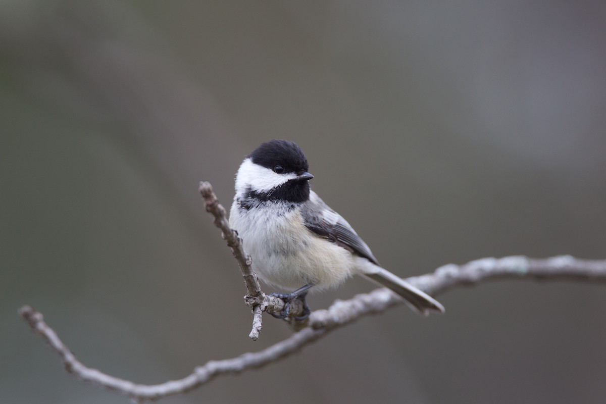 Black-capped Chickadee - ML27712291