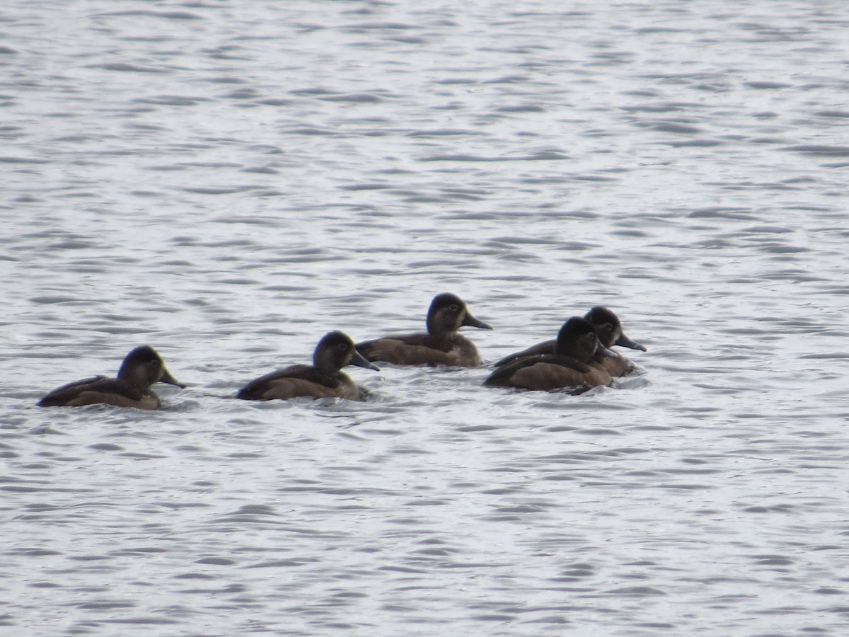 Ring-necked Duck - ML277123721