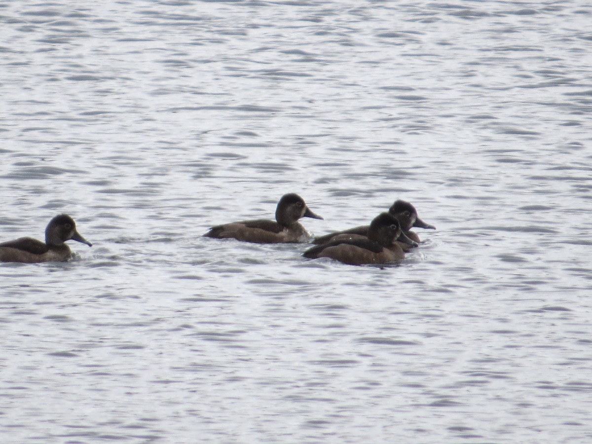 Ring-necked Duck - ML277123861