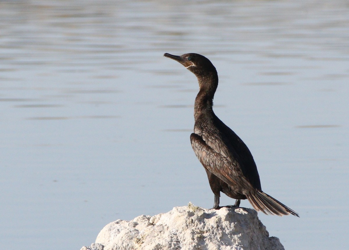 Neotropic Cormorant - Darlene Feener