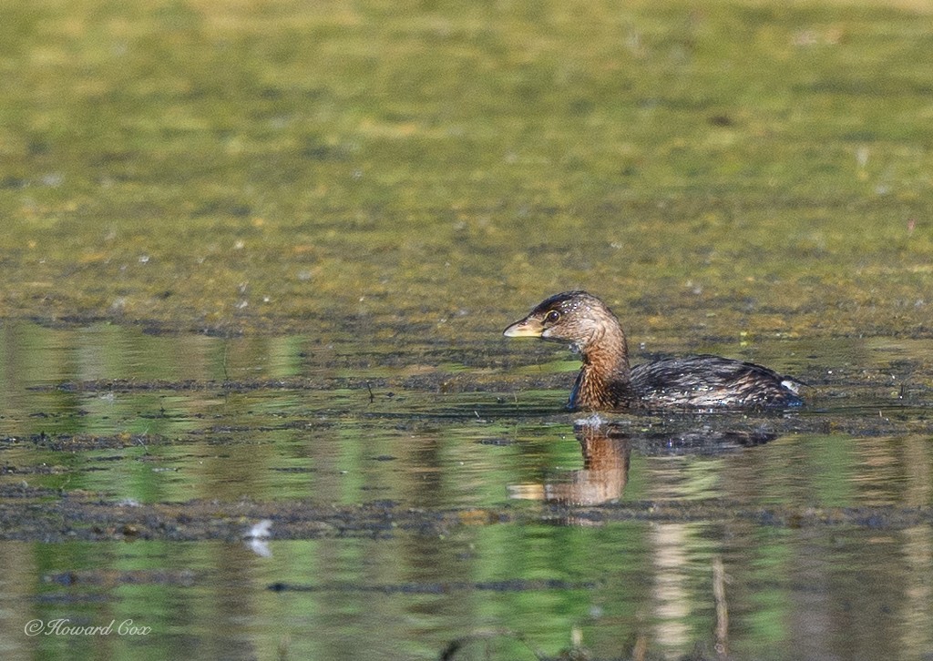 Pied-billed Grebe - Howard Cox