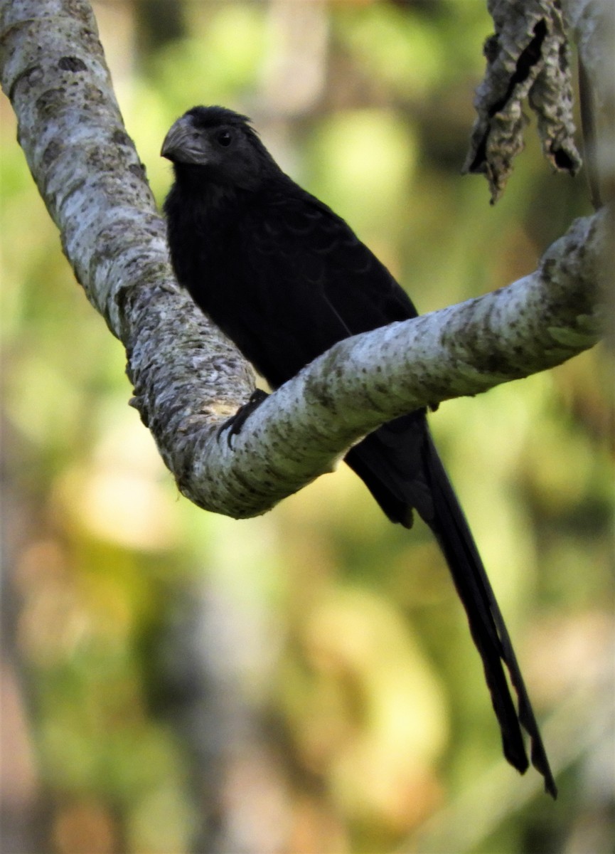 Groove-billed Ani - ML277126701