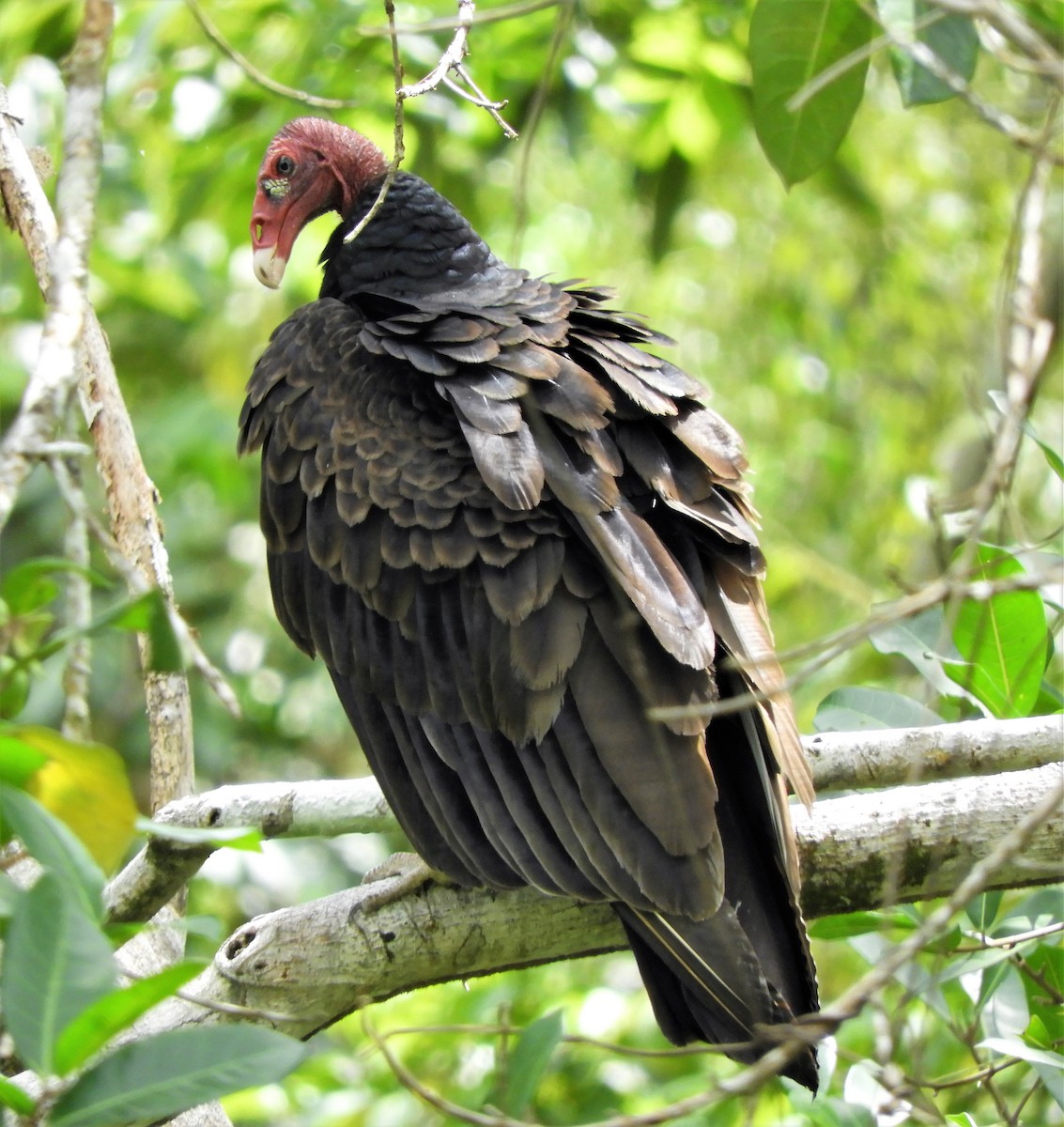 Turkey Vulture - ML277126741