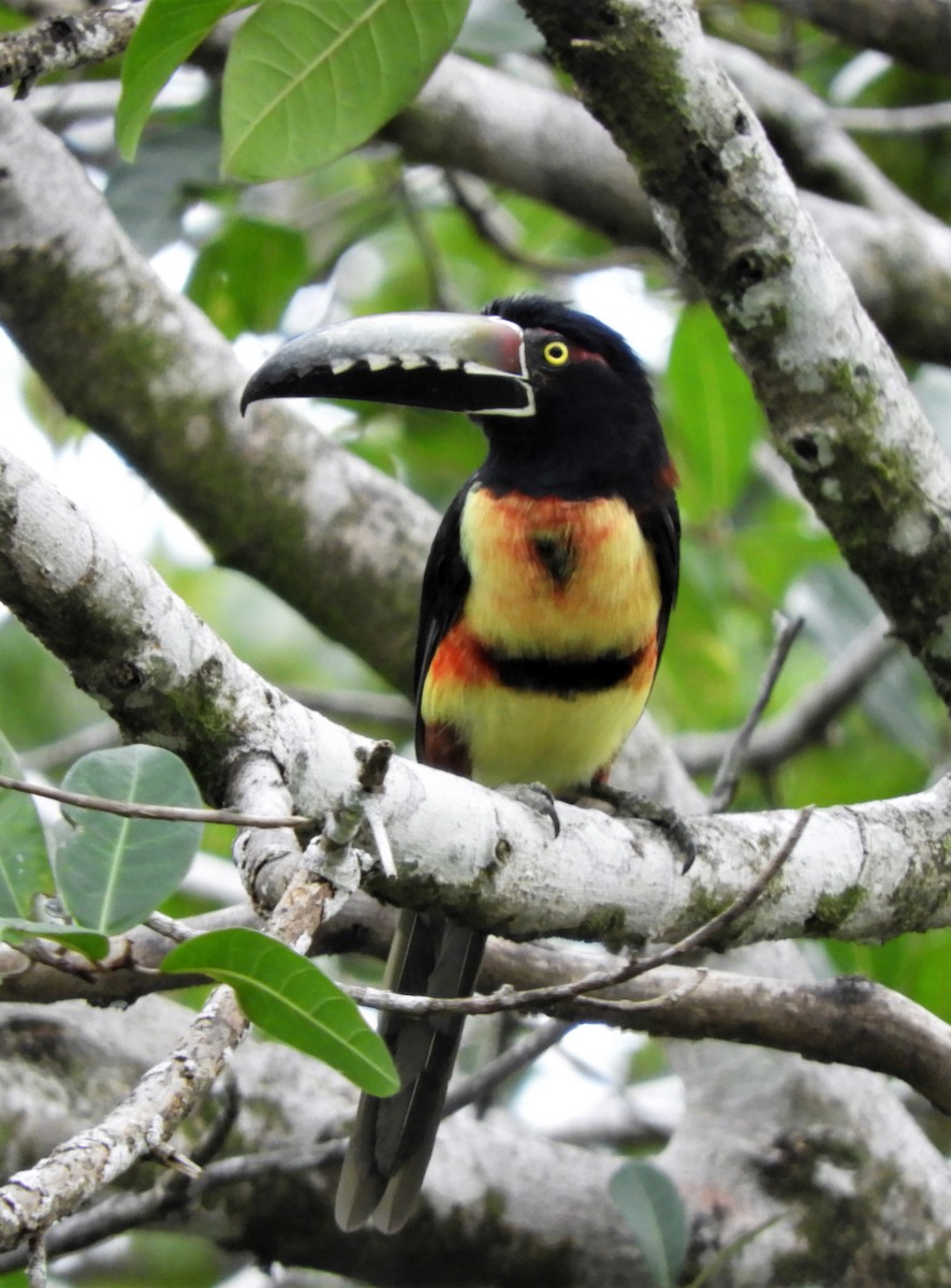 Collared Aracari - ML277126801