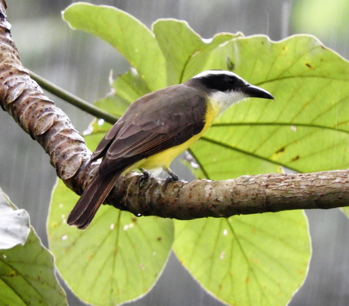 Boat-billed Flycatcher - ML277126851