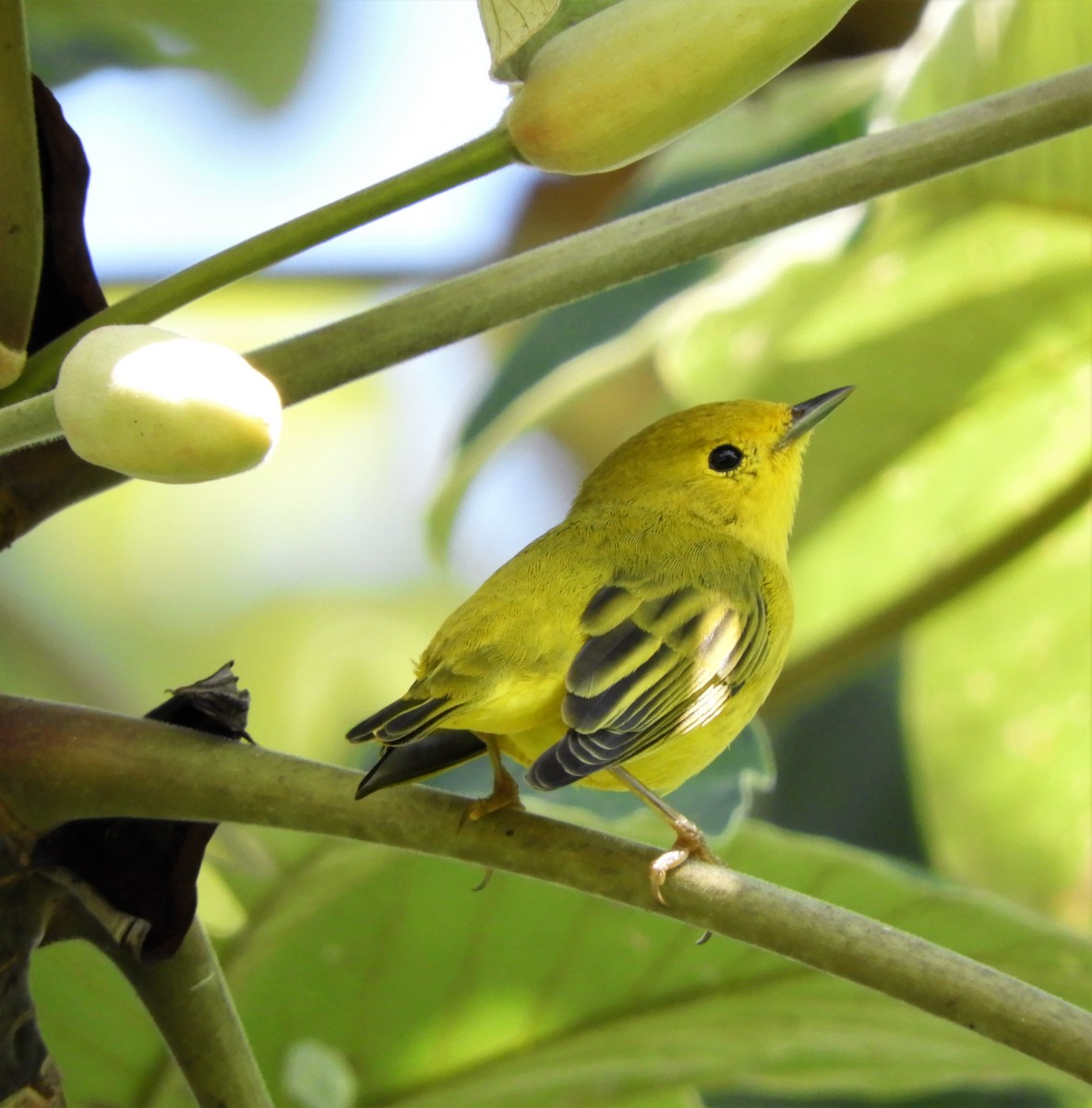 Yellow Warbler - ML277126921