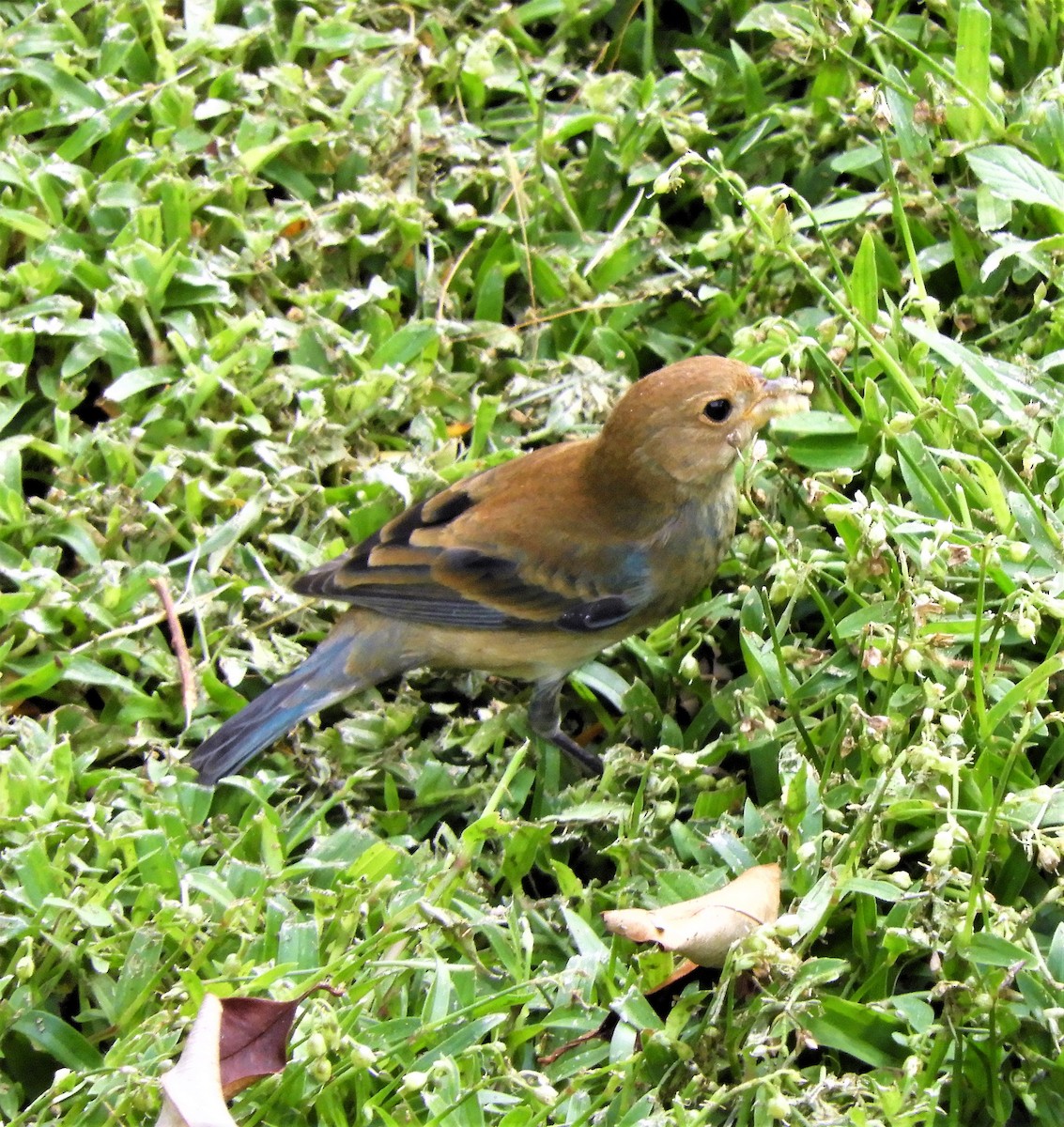 Indigo Bunting - Sheila Nale