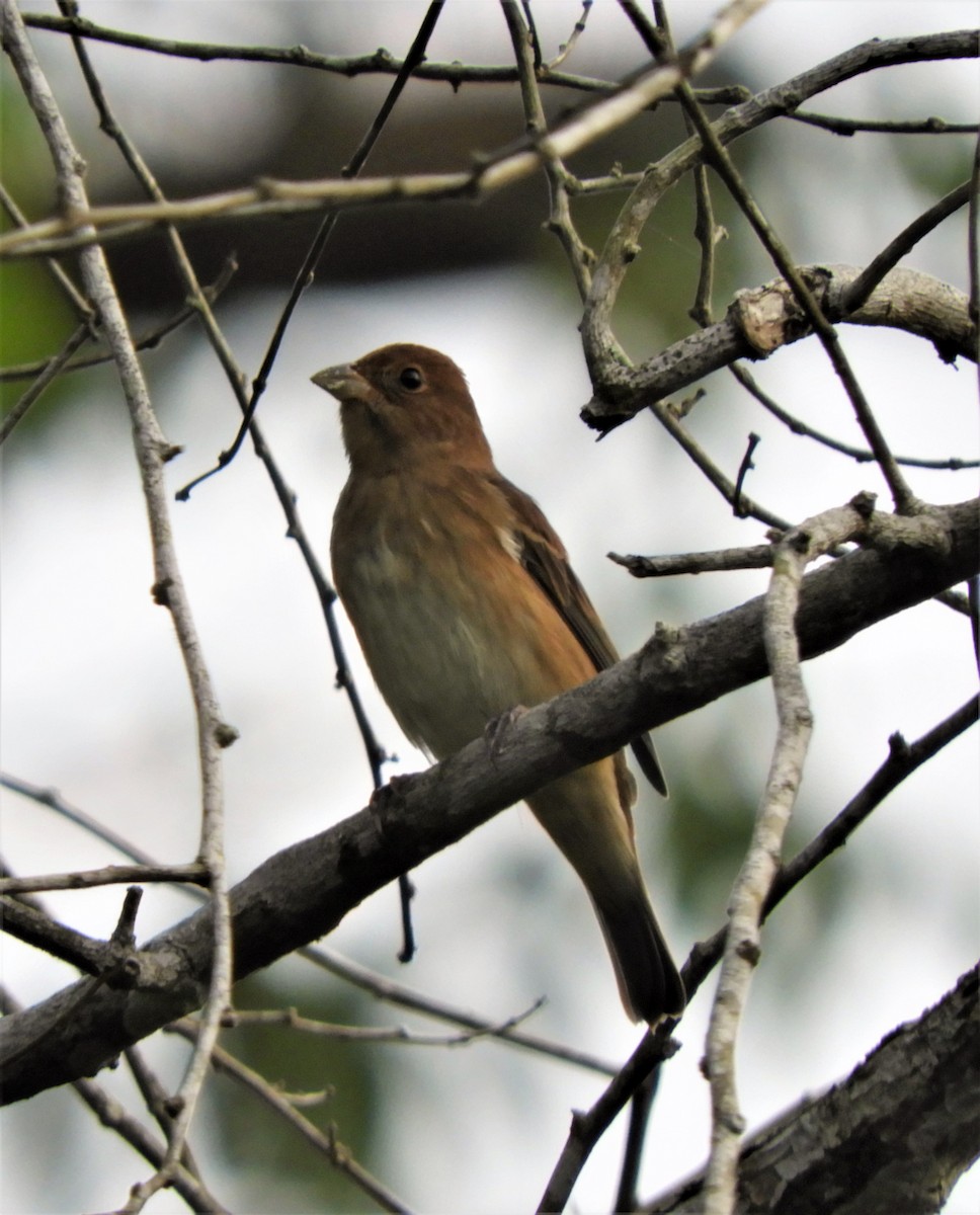 Indigo Bunting - Sheila Nale