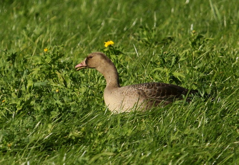 Greater White-fronted Goose - ML277127861