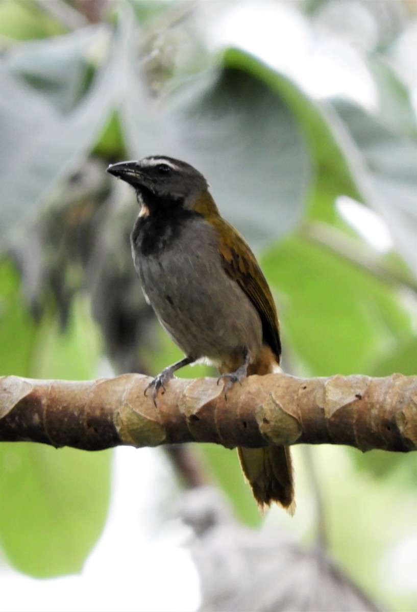 Buff-throated Saltator - ML277128291