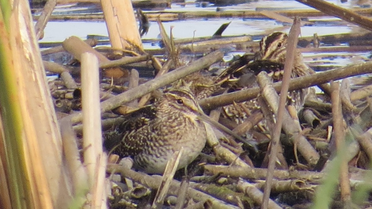 Wilson's Snipe - ML277128531