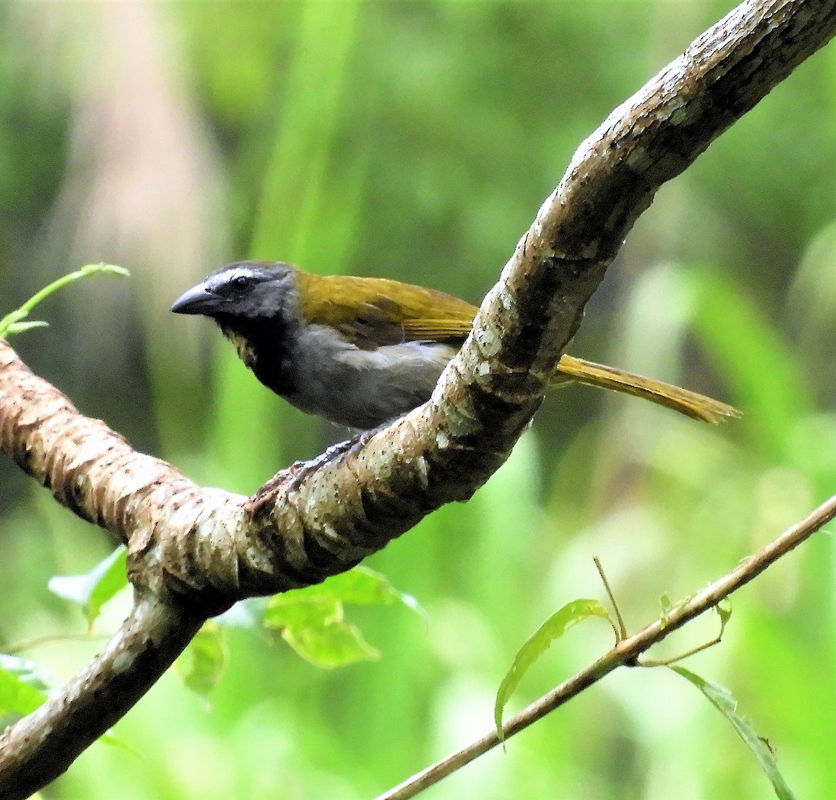 Buff-throated Saltator - Sheila Nale