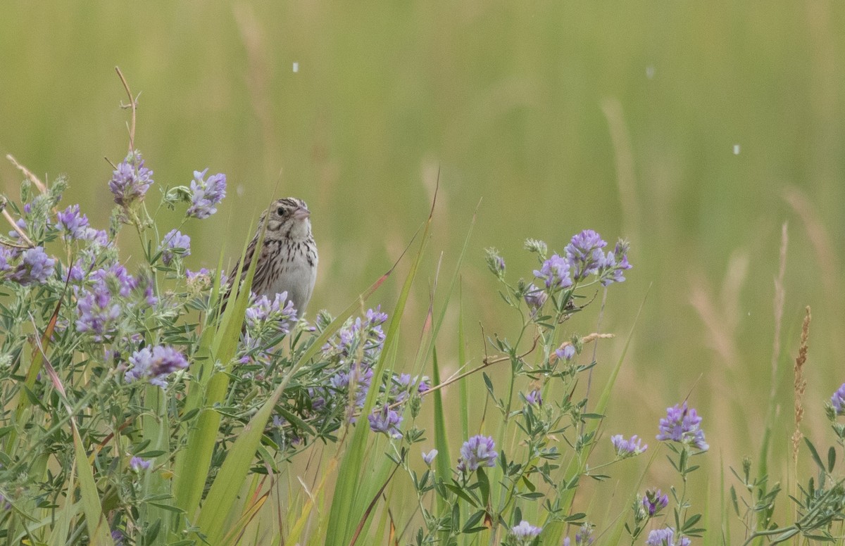Baird's Sparrow - ML277129381