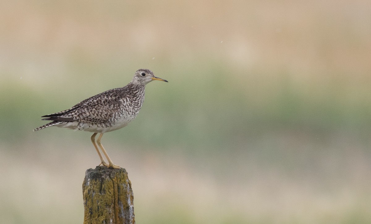 Upland Sandpiper - ML277129771