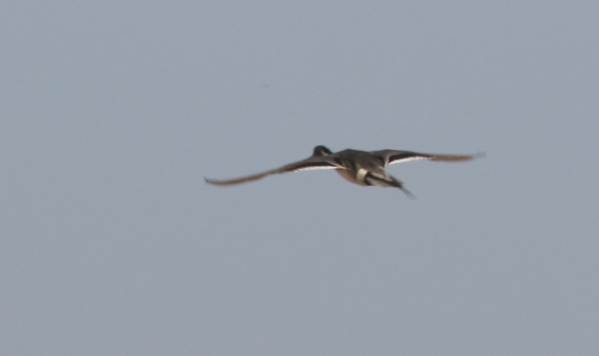 Northern Pintail - ML27713051