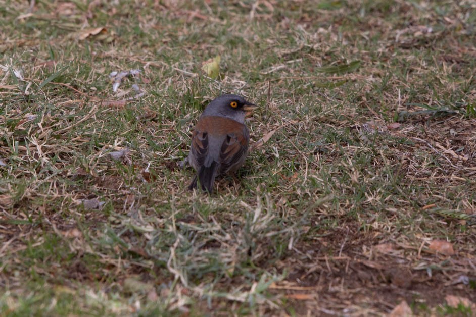 Yellow-eyed Junco - David Sarkozi cc