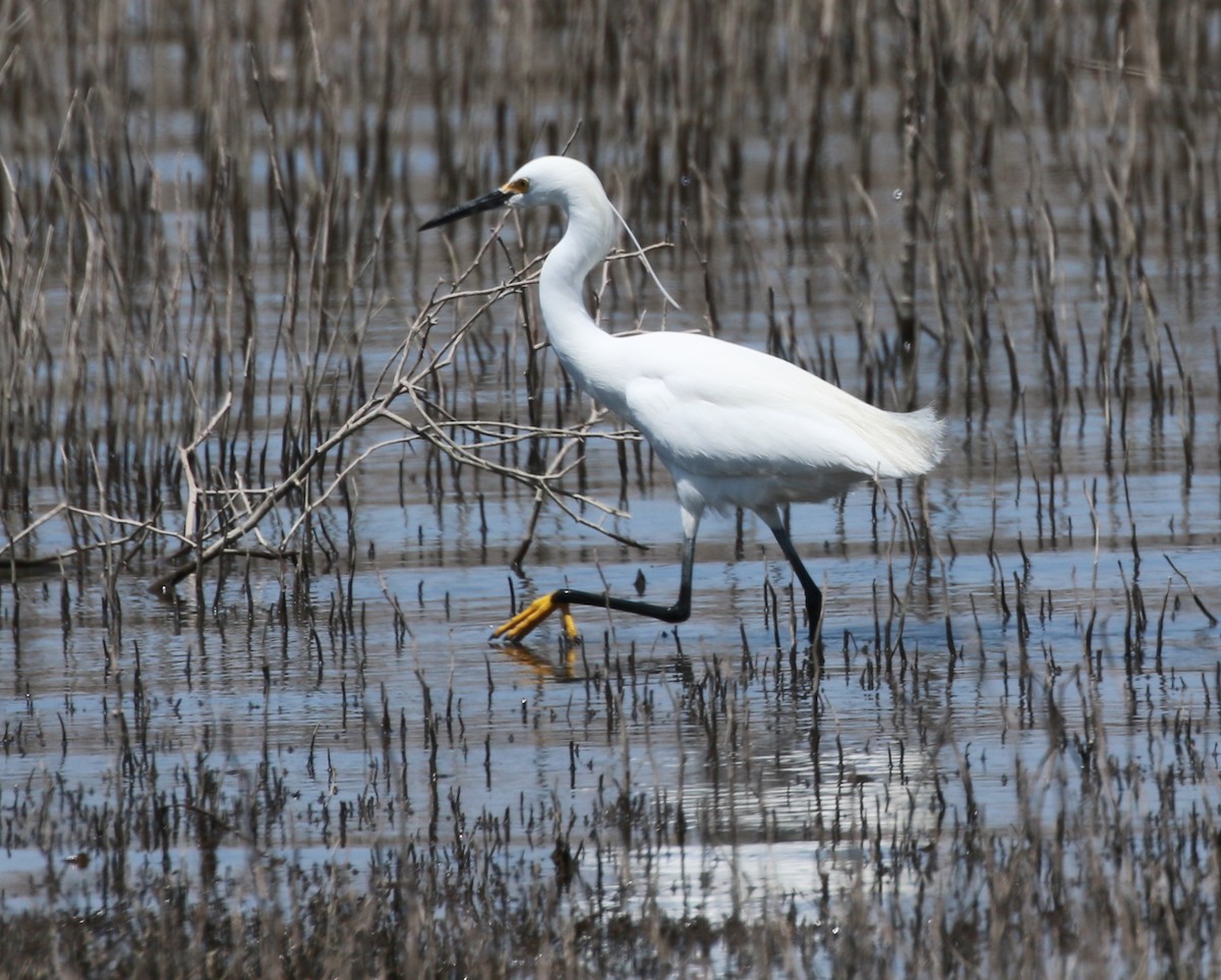 white egret sp. - ML27713221