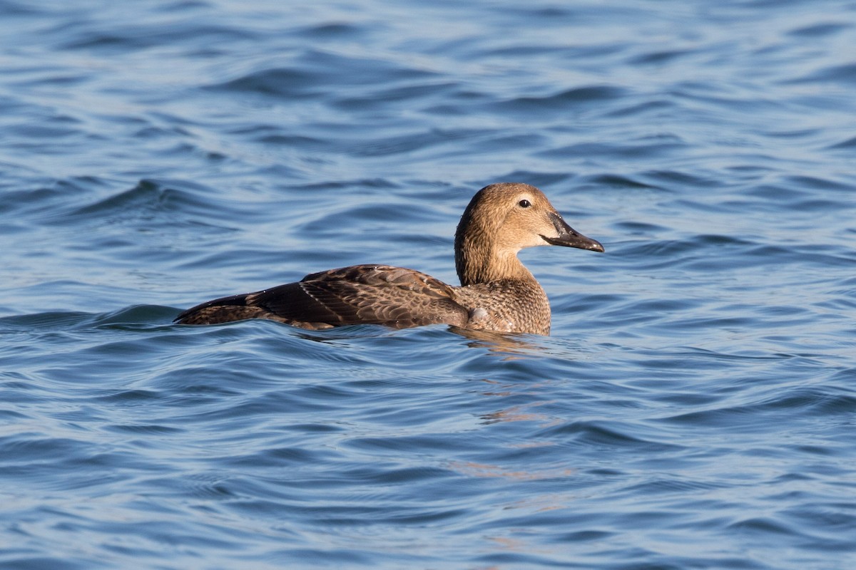 Eider à tête grise - ML277132431