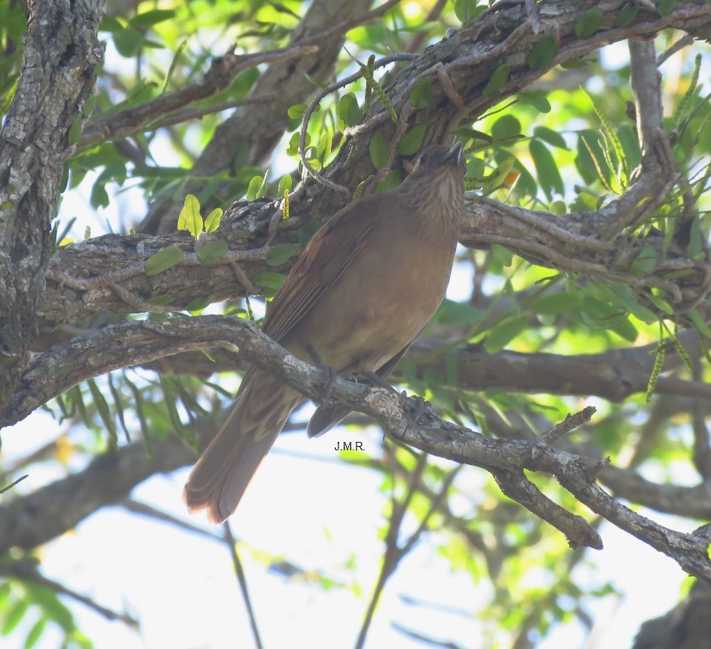 Pale-breasted Thrush - ML277133321