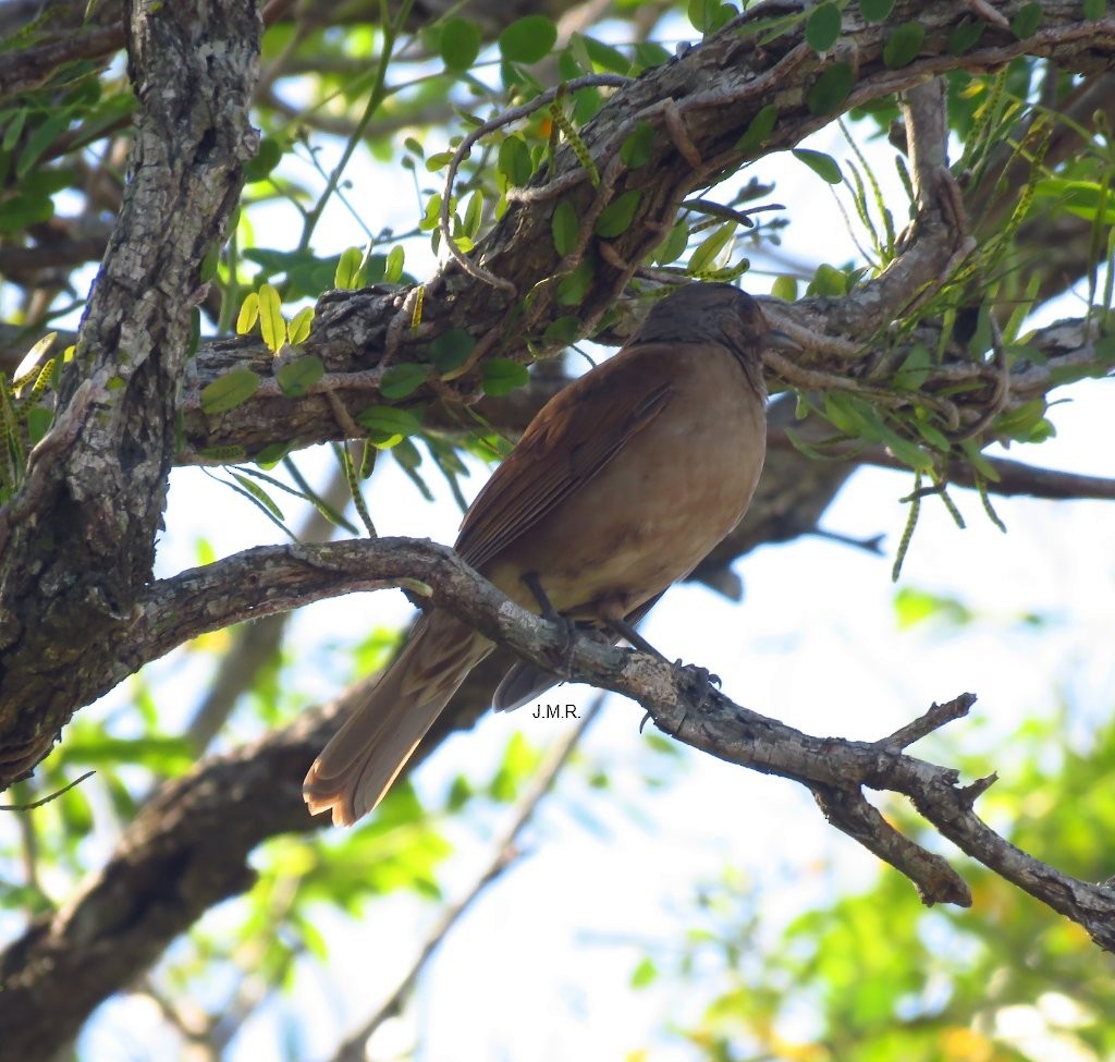 Pale-breasted Thrush - Julián Retamoza