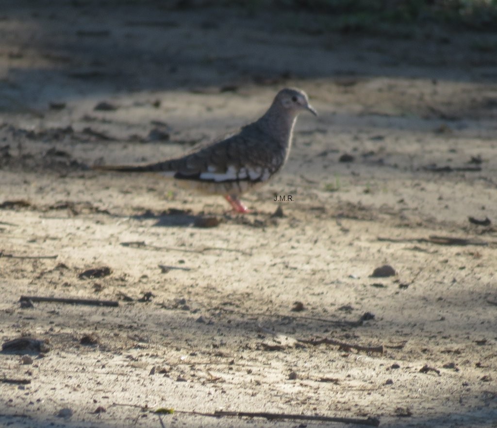 Scaled Dove - Julián Retamoza