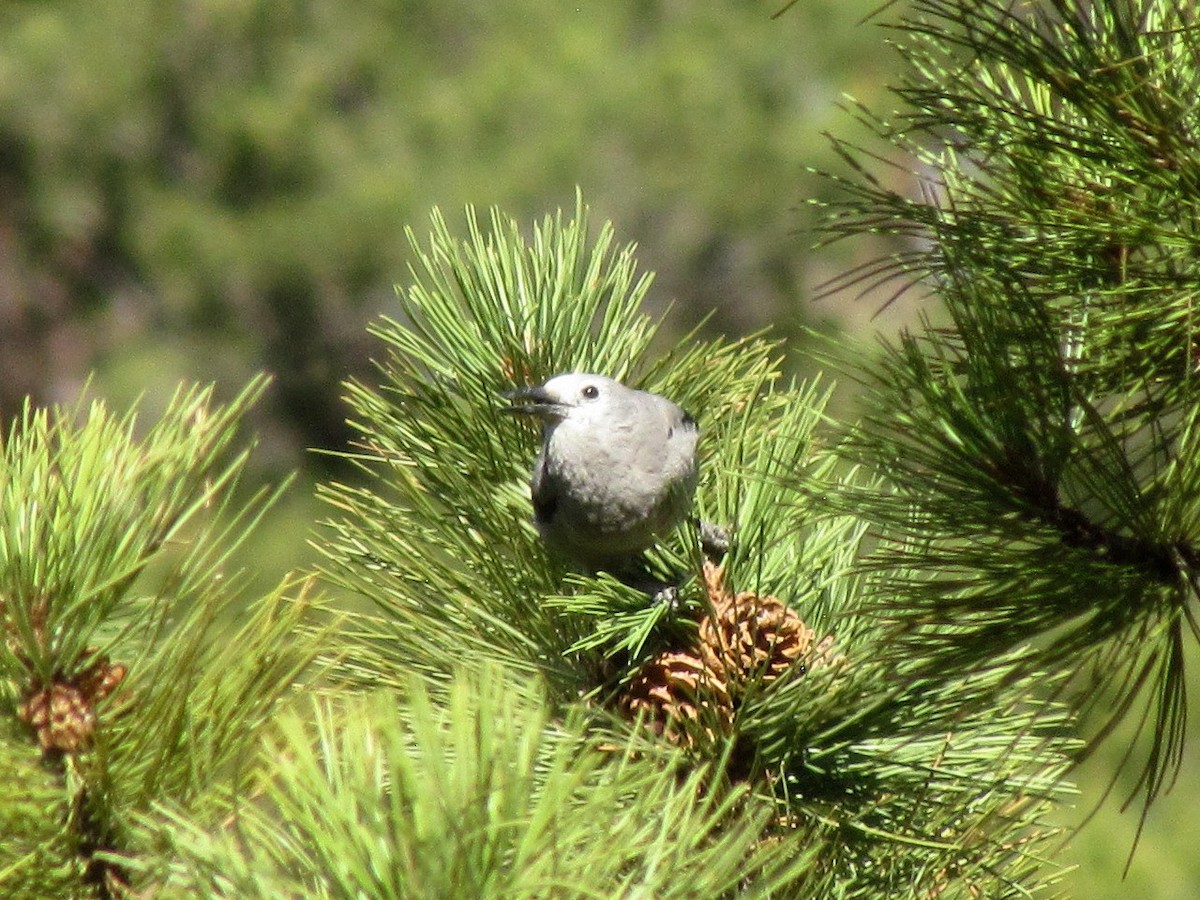 Clark's Nutcracker - ML277133981