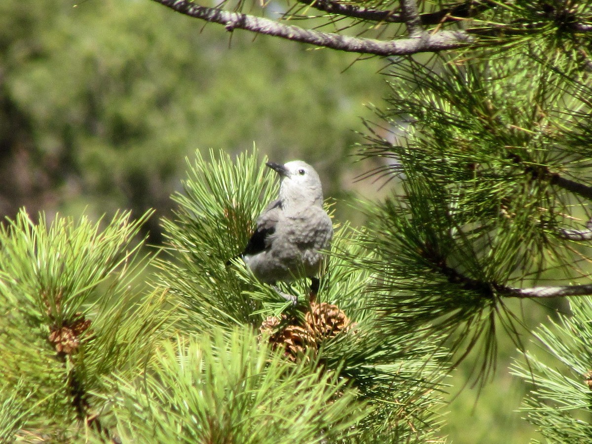 Clark's Nutcracker - ML277134031