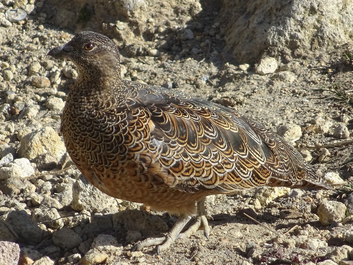 Rufous-bellied Seedsnipe - ML277134171