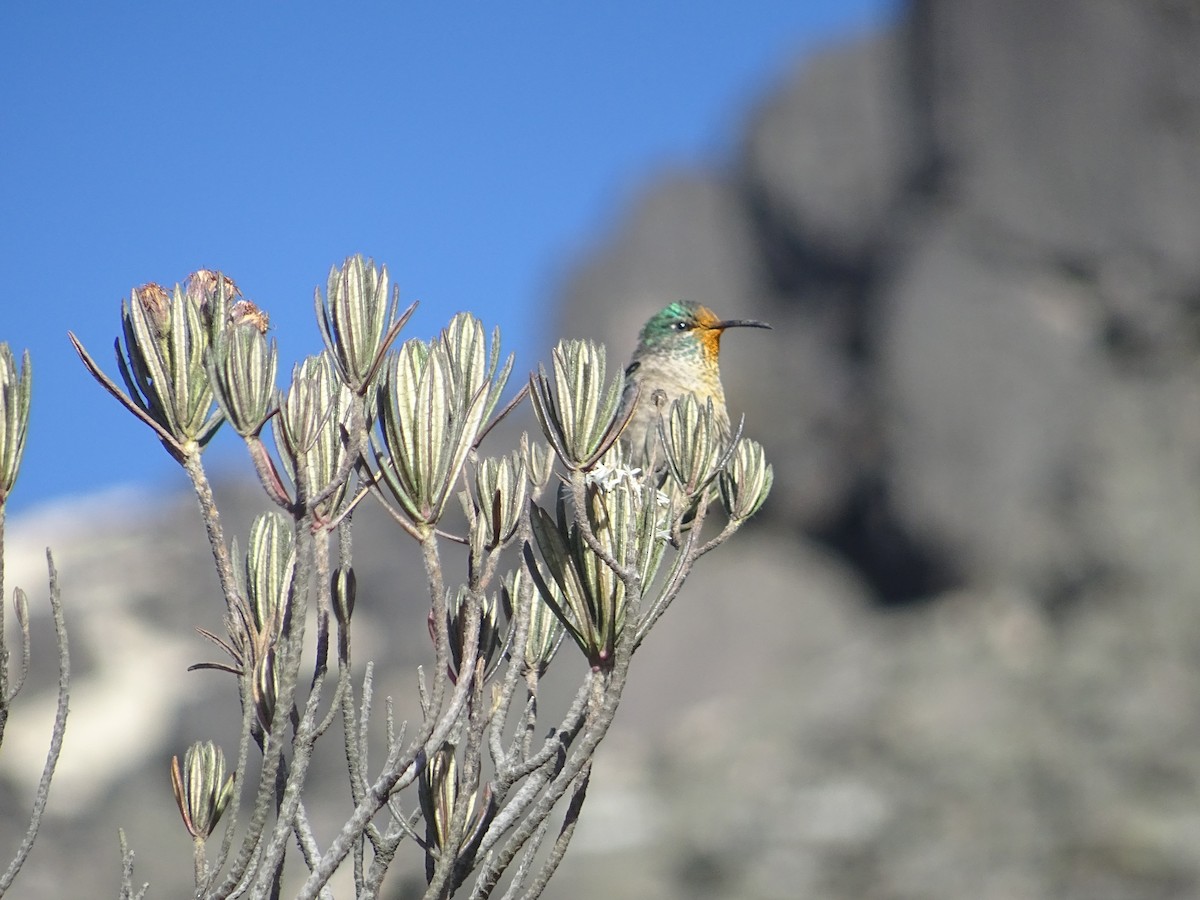 Colibrí del Chimborazo - ML277134481