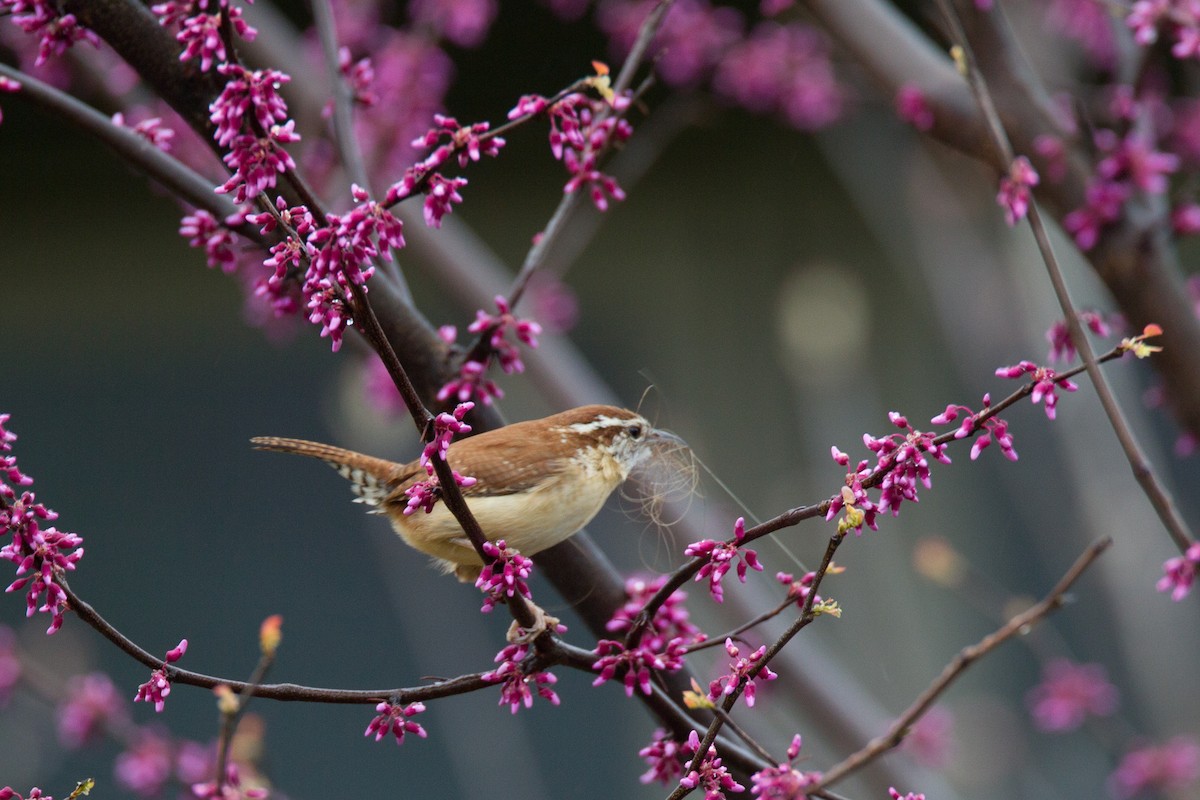 Carolina Wren - ML27713511