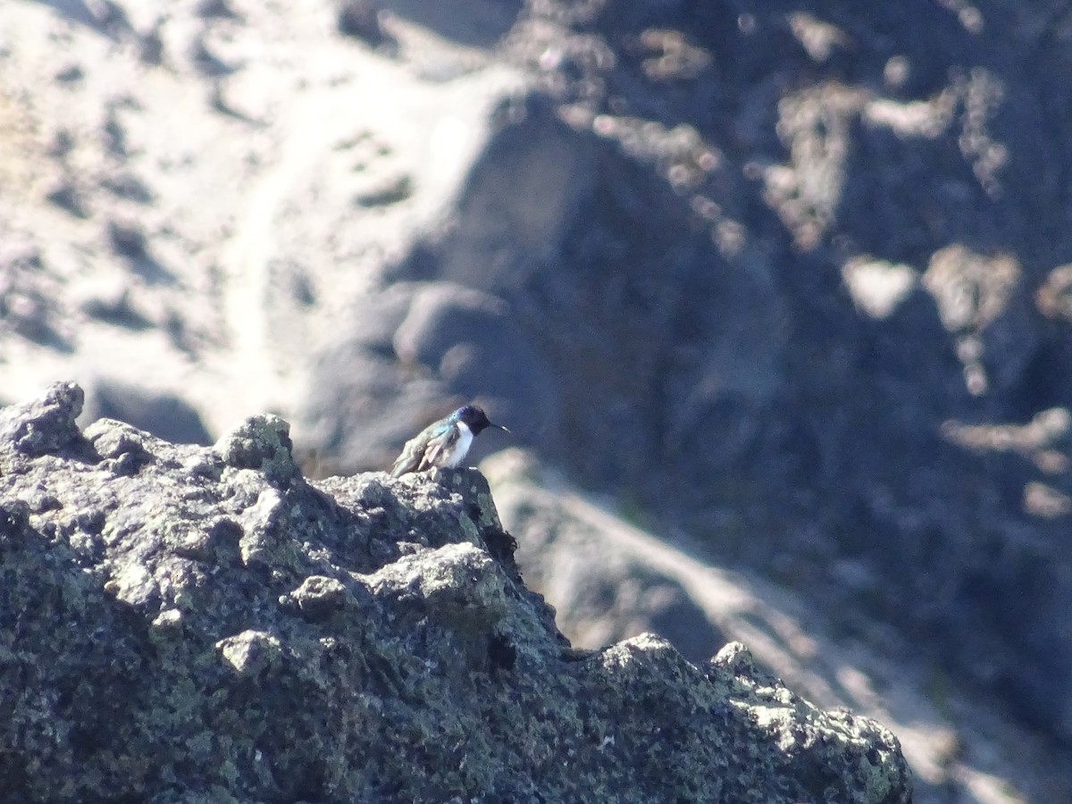 Colibrí del Chimborazo - ML277135291