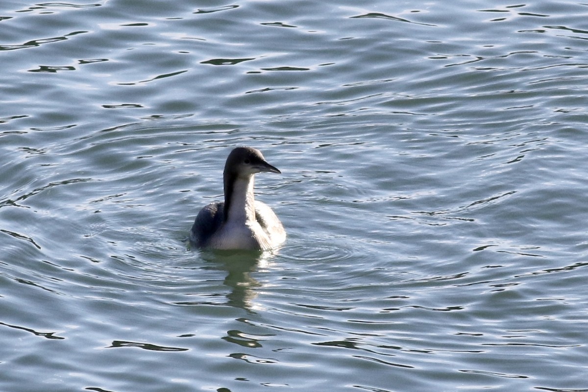 Pacific Loon - ML277138371