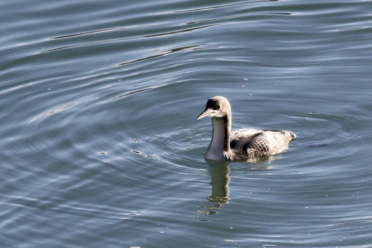 Pacific Loon - ML277138381