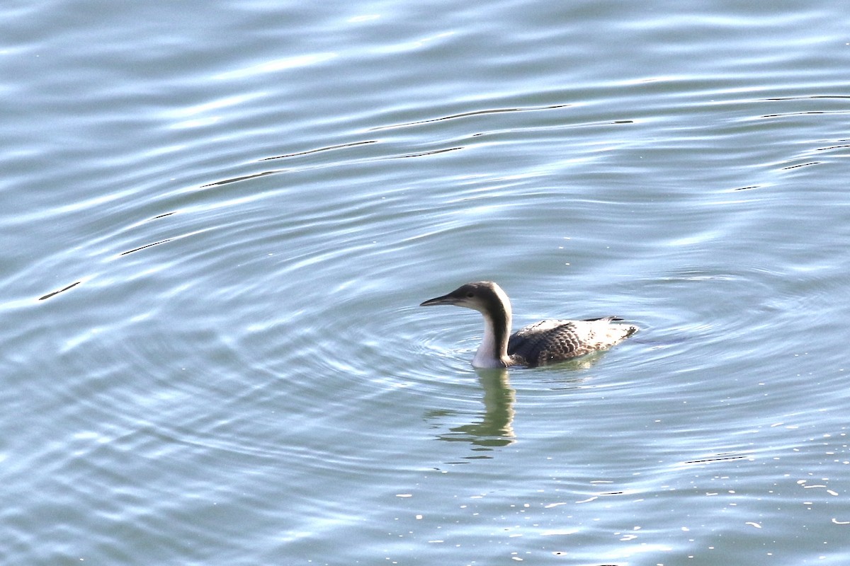 Pacific Loon - Josh Layfield