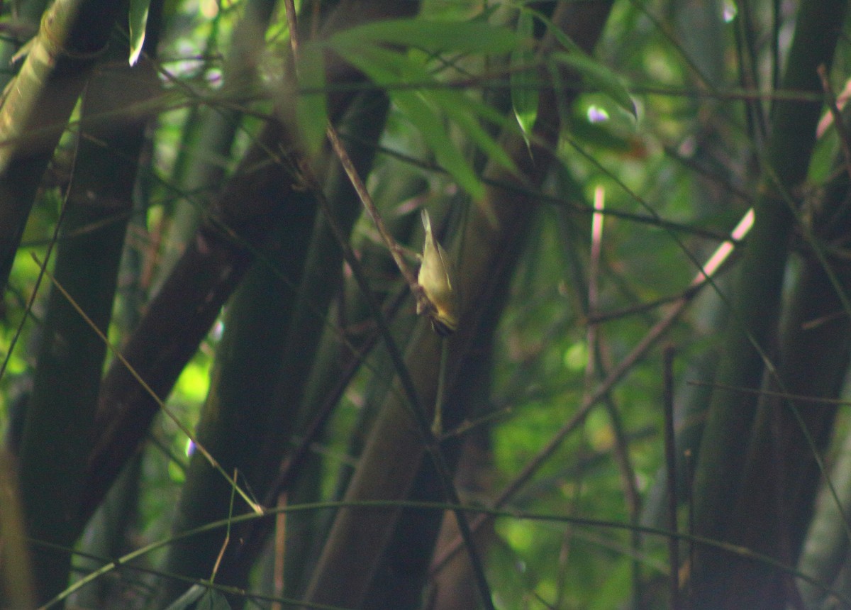 Worm-eating Warbler - ML277138651