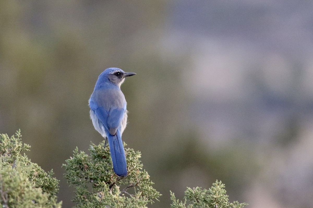 Woodhouse's Scrub-Jay - ML277138921