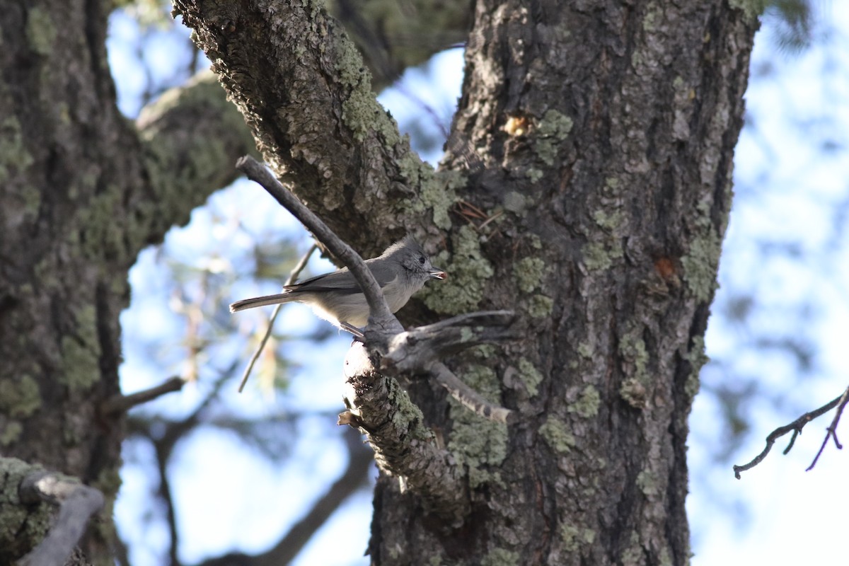 Juniper Titmouse - ML277139031