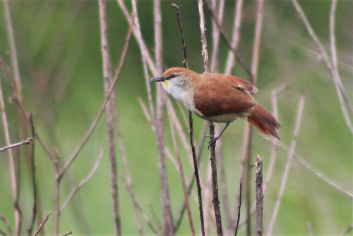 Yellow-chinned Spinetail - ML277139971