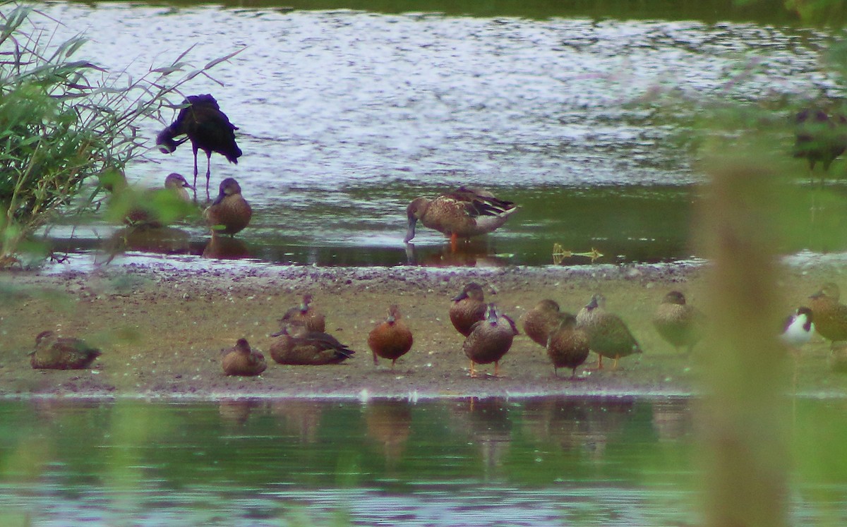 Northern Shoveler - Juliann Rosado