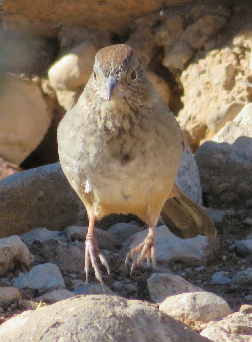 Canyon Towhee - ML277140521